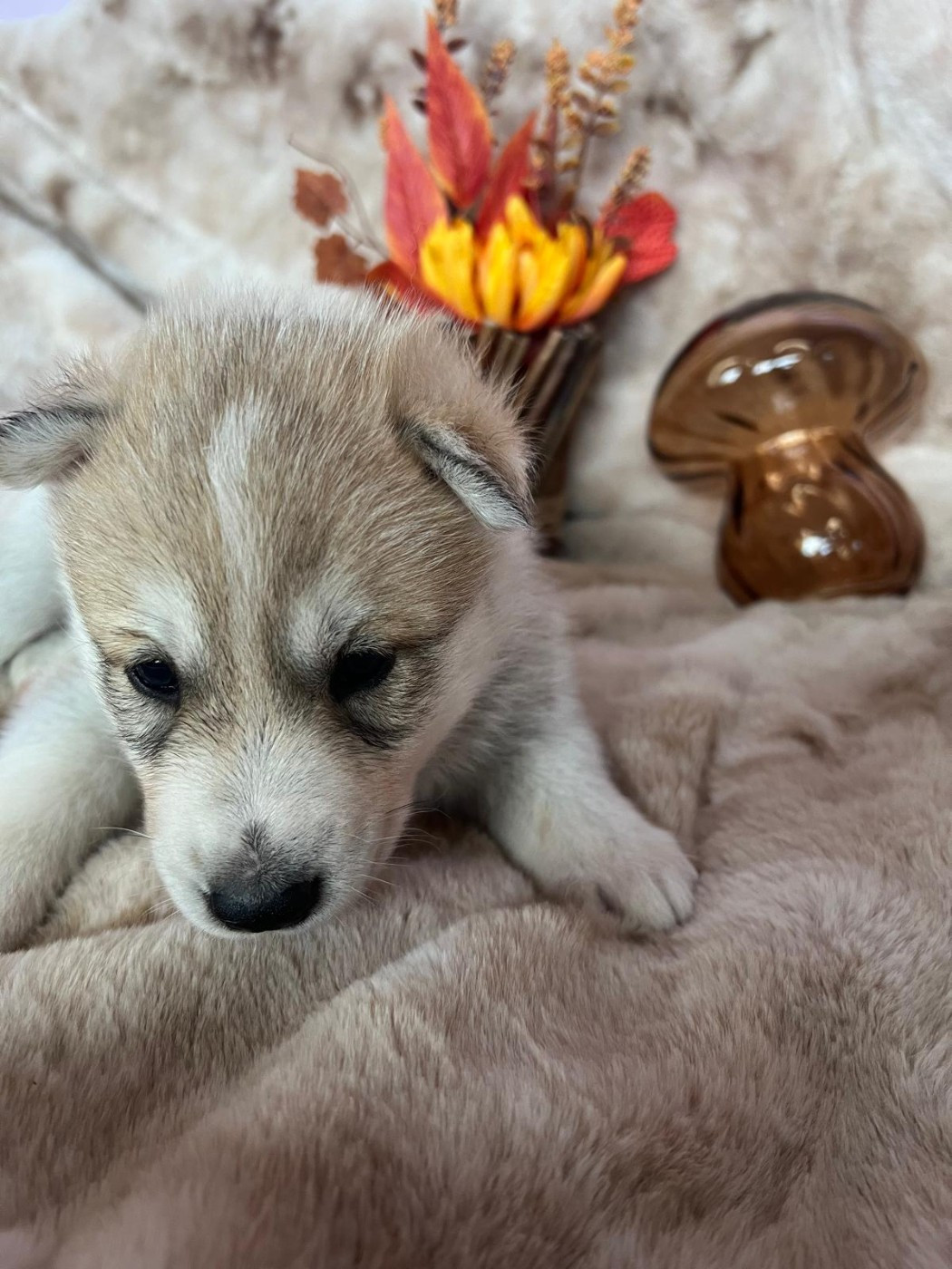 L'Arche Siberienne - Chiots disponibles - Siberian Husky