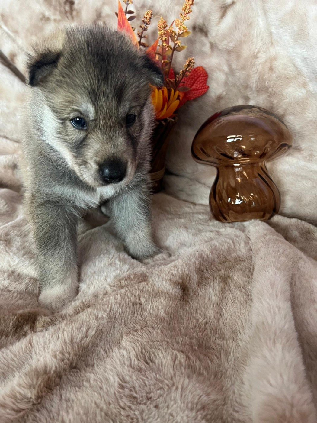 L'Arche Siberienne - Chiots disponibles - Siberian Husky